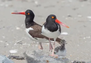 Photo of American Oystercatcher (Haematopus palliatus)