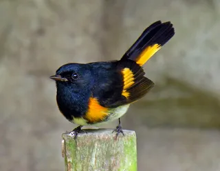 Photo of American Redstart (Setophaga ruticilla)
