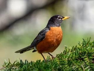Photo of American Robin (Turdus migratorius)
