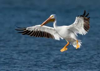 Photo of American White Pelican (Pelecanus erythrorhynchos)