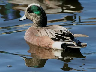 Photo of American Wigeon (Mareca americana)