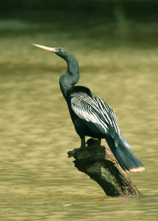Photo of Anhinga (Anhinga anhinga)