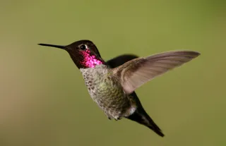 Photo of Anna's Hummingbird (Calypte anna)