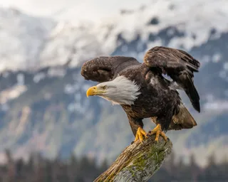 Photo of Bald Eagle (Haliaeetus leucocephalus)