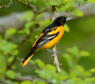 Photo of Baltimore Oriole (Icterus galbula)