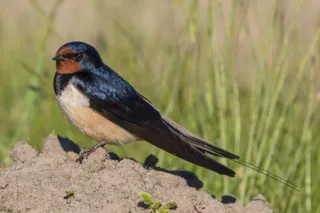 Photo of Barn Swallow (Hirundo rustica)