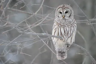 Photo of Barred Owl (Strix varia)