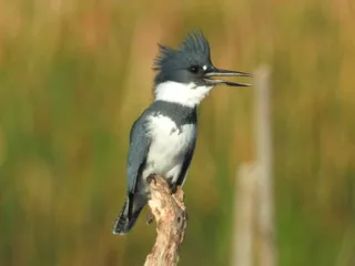 Photo of Belted Kingfisher (Megaceryle alcyon)