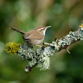 Photo of Bewick's Wren (Thryomanes bewickii)
