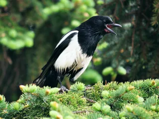 Photo of Black-billed Magpie (Pica hudsonia)