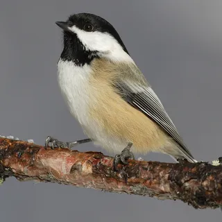 Photo of Black-capped Chickadee (Poecile atricapillus)