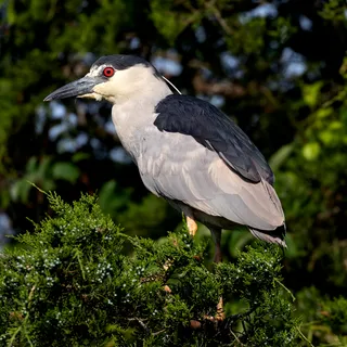 Photo of Black-crowned Night Heron (Nycticorax nycticorax)