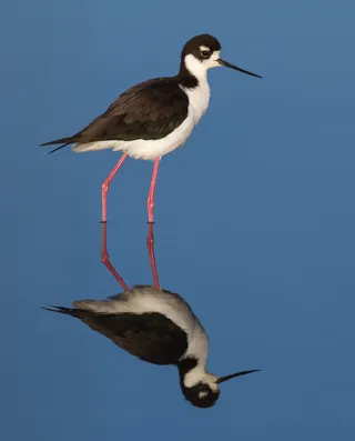 Photo of Black-necked Stilt (Himantopus mexicanus)