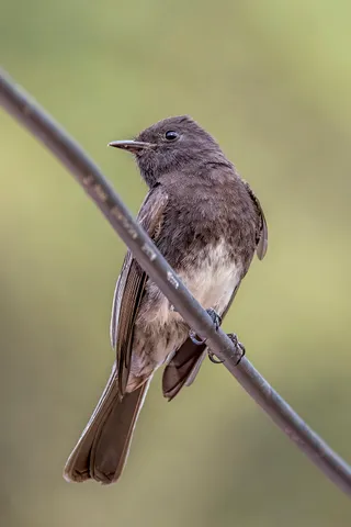 Photo of Black Phoebe (Sayornis nigricans)