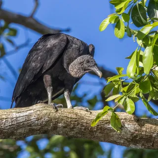 Photo of Black Vulture (Coragyps atratus)