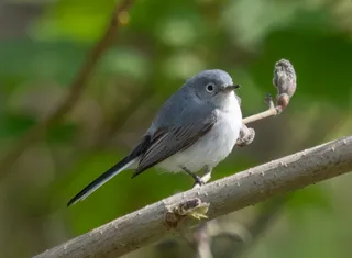 Photo of Blue-gray Gnatcatcher (Polioptila caerulea)