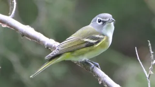 Photo of Blue-headed Vireo (Vireo solitarius)