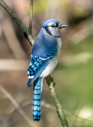 Photo of Blue Jay (Cyanocitta cristata)