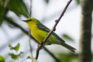 Photo of Blue-winged Warbler (Vermivora cyanoptera)