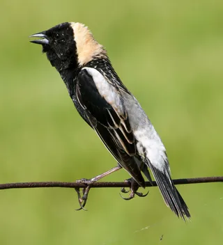 Photo of Bobolink (Dolichonyx oryzivorus)
