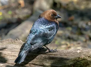 Photo of Brown-headed Cowbird (Molothrus ater)