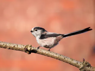 Photo of Bushtit (Psaltriparus minimus)