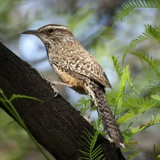 Photo of Cactus Wren (Campylorhynchus brunneicapillus)