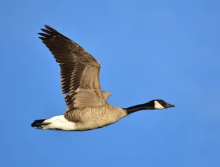 Photo of Canada Goose (Branta canadensis)