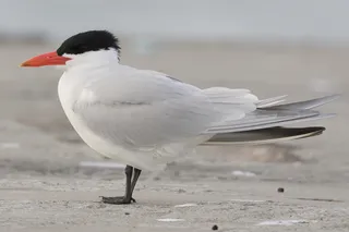 Photo of Caspian Tern (Hydroprogne caspia)