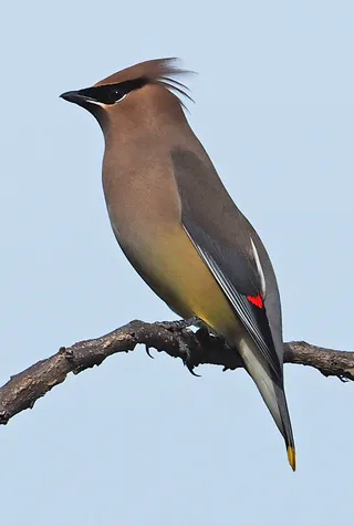 Photo of Cedar Waxwing (Bombycilla cedrorum)