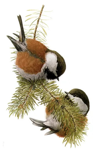 Photo of Chestnut-backed Chickadee (Poecile rufescens)