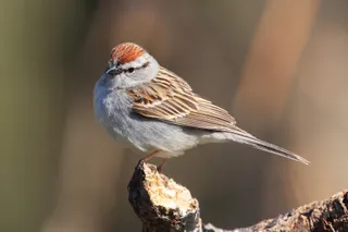 Photo of Chipping Sparrow (Spizella passerina)