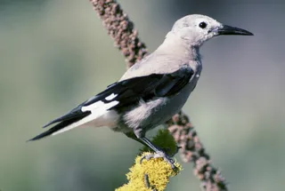 Photo of Clark's Nutcracker (Nucifraga columbiana)