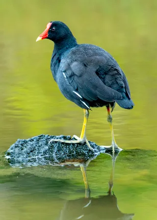 Photo of Common Gallinule (Gallinula galeata)