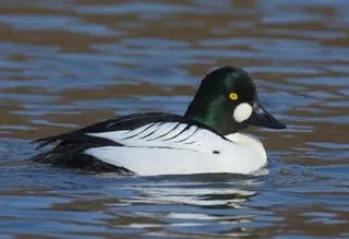 Photo of Common Goldeneye (Bucephala clangula)