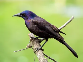 Photo of Common Grackle (Quiscalus quiscula)
