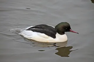 Photo of Common Merganser (Mergus merganser)