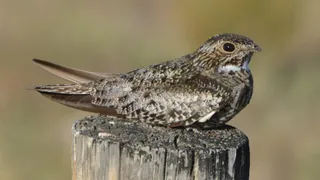 Photo of Common Nighthawk (Chordeiles minor)