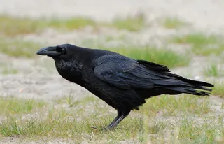 Photo of Common Raven (Corvus corax)