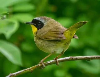 Photo of Common Yellowthroat (Geothlypis trichas)