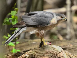 Photo of Cooper's Hawk (Astur cooperii)