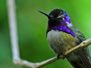 Photo of Costa's Hummingbird (Calypte costae)
