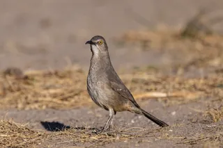 Photo of Curve-billed Thrasher (Toxostoma curvirostre)