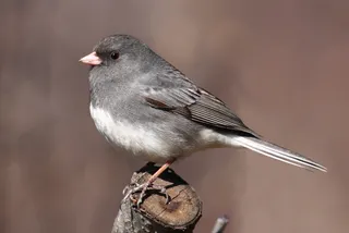Photo of Dark-eyed Junco (Junco hyemalis)