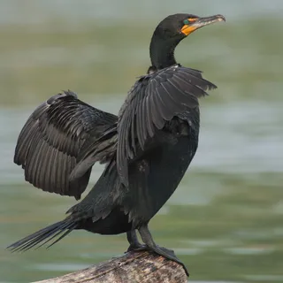 Photo of Double-crested Cormorant (Nannopterum auritum)