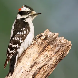 Photo of Downy Woodpecker (Dryobates pubescens)