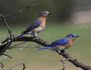 Photo of Eastern Bluebird (Sialia sialis)