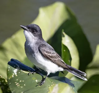 Photo of Eastern Kingbird (Tyrannus tyrannus)