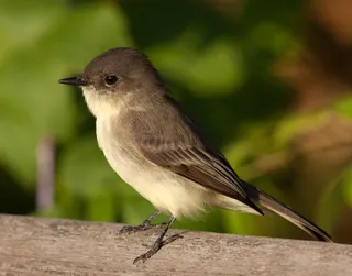 Photo of Eastern Phoebe (Sayornis phoebe)