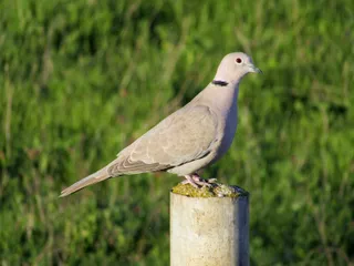 Photo of Eurasian Collared-Dove (Streptopelia decaocto)
